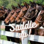 Saddle Up for September at Midnight Farm!